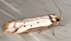 Philobota thiocrossa