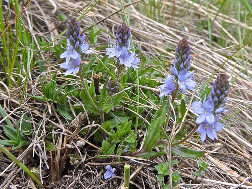 Prostrate Speedwell