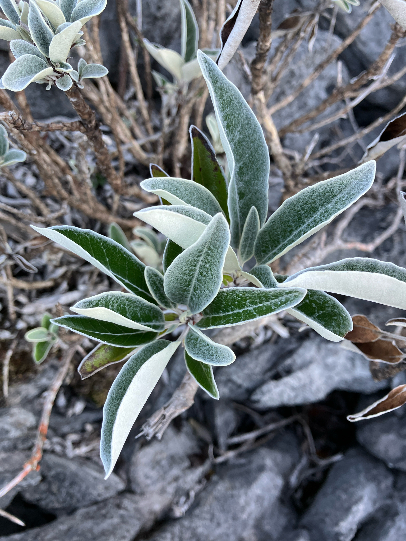 Brachyglottis laxifolia
