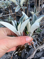 Brachyglottis laxifolia, photograph (c) Cara-Lisa Schloots, some rights reserved (CC BY)