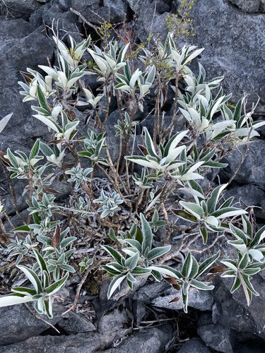 Brachyglottis laxifolia, photograph 3