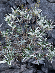Brachyglottis laxifolia, photograph (c) Cara-Lisa Schloots, some rights reserved (CC BY)