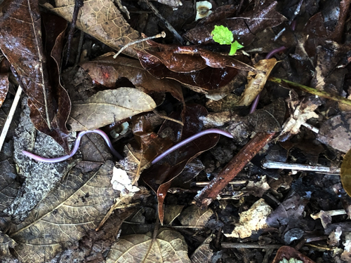 Samana Threadsnake