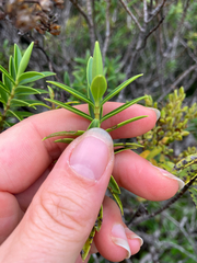Veronica subfulvida, photograph (c) Cara-Lisa Schloots, some rights reserved (CC BY)