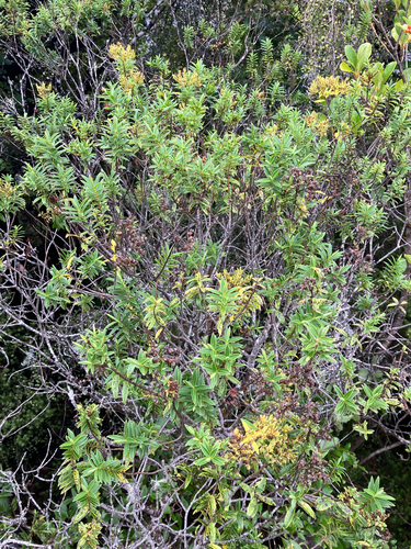 Veronica subfulvida, photograph 4