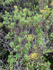 Veronica subfulvida, photograph (c) Cara-Lisa Schloots, some rights reserved (CC BY)