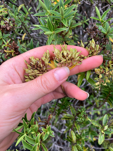 Veronica subfulvida, photograph 3