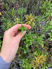 Veronica subfulvida