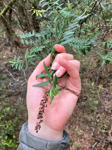Veronica leiophylla, photograph 2