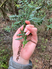 Veronica leiophylla, photograph (c) Cara-Lisa Schloots, some rights reserved (CC BY)