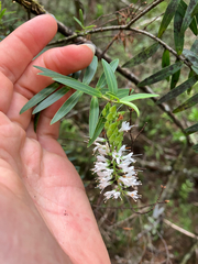 Veronica leiophylla, photograph (c) Cara-Lisa Schloots, some rights reserved (CC BY)