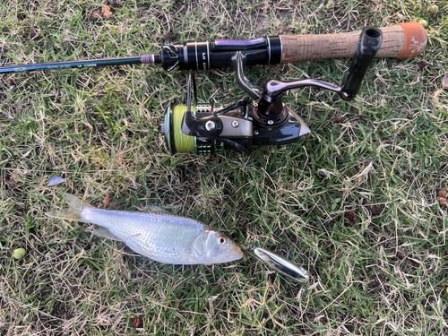 Hainan predatory carp (Opsariichthys hainanensis) — Cyprinidae — 3
