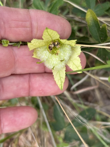 Dalechampia capensis, photograph 1