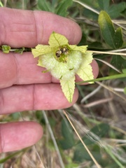 Dalechampia capensis, photograph (c) Caroline Voget, some rights reserved (CC BY)