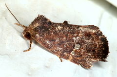 Elusa