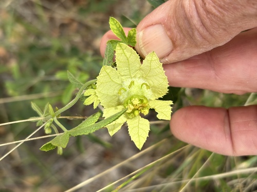 Common Wildhop (Dalechampia capensis)