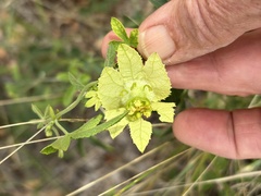 Dalechampia capensis