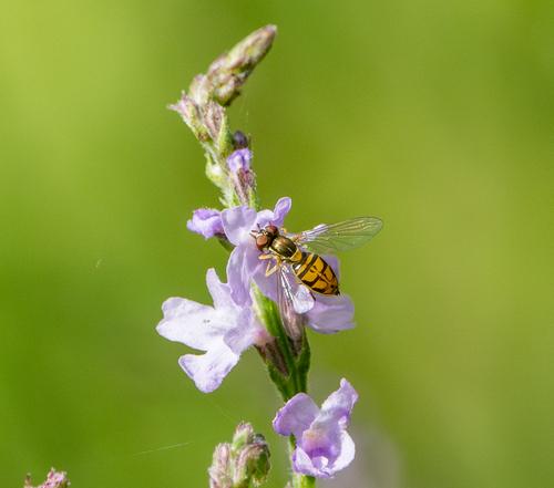 Unknown species found near Corp Woods Nature Sanctuary, Galveston, TX, USA