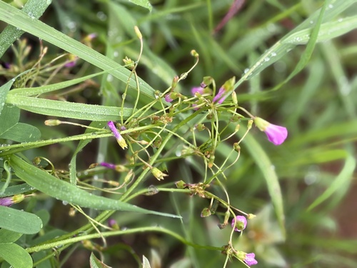 Common Sorrel (Oxalis semiloba)