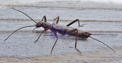 Allocapnia pygmaea