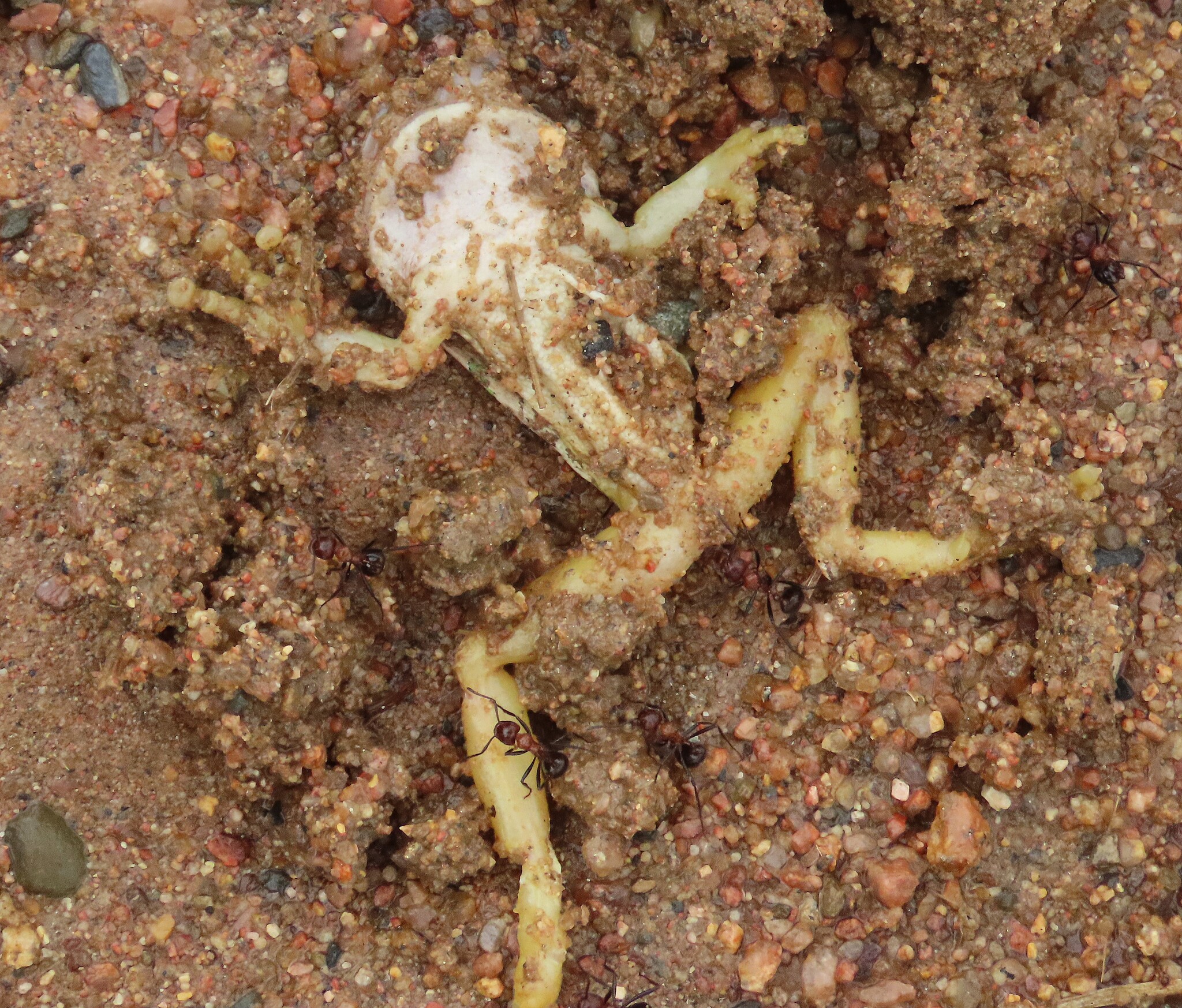 Leptopelis natalensis (Smith, 1849)