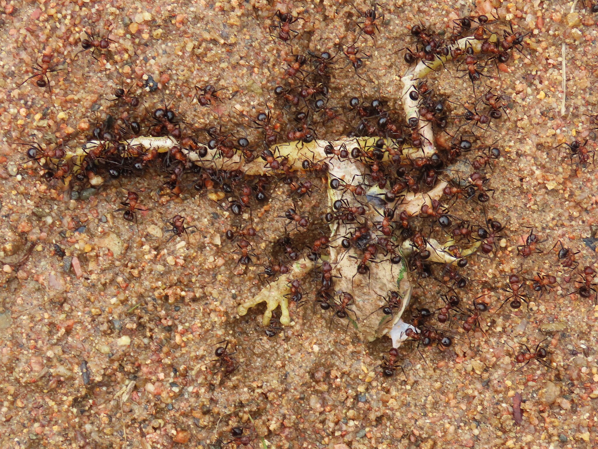 Leptopelis natalensis (Smith, 1849)