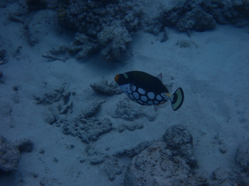 Balistoides conspicillum