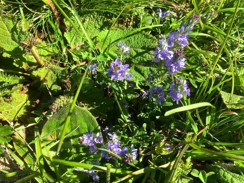Prostrate Speedwell