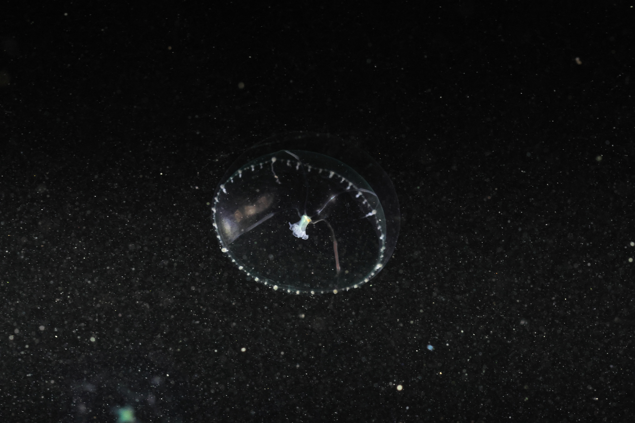 Eutonina indicans (Romanes, 1876)