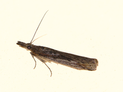 Hednota pedionoma