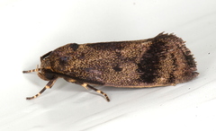 Pycnocera