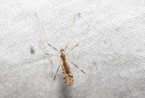 Unknown species found near Simi Valley, CA, USA