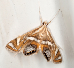 Margarosticha euprepialis
