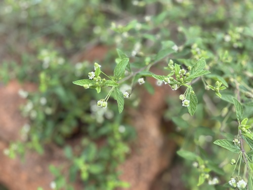 Fever Tea (Lippia javanica)