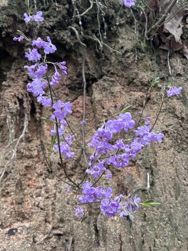 lilac daphne
