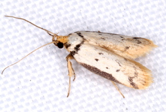 Philobota thiocrossa