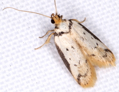 Philobota thiocrossa