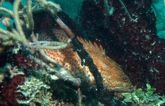 Epinephelus guttatus