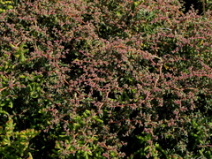 Aizoon portulacaceum