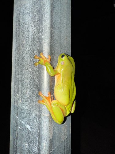 Green Tree Frog