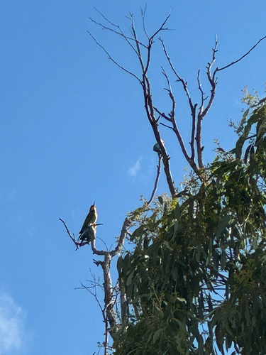 Rainbow Bee-eater