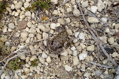 Pleurodema bufoninum