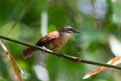 Pheugopedius genibarbis
