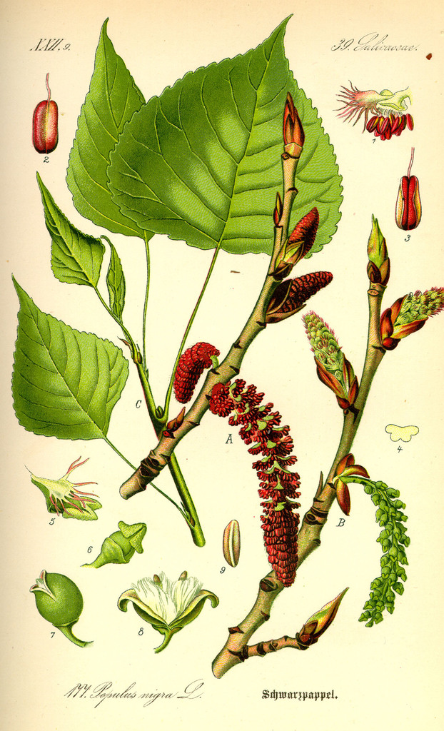 Saliceae