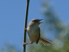 Prinia subflava