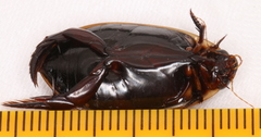 Cybister tripunctatus