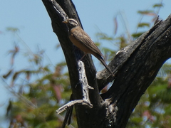 Emberiza tahapisi