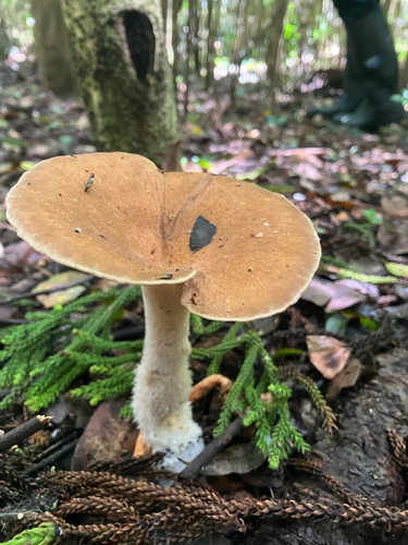 Pleurotus tuber-regium observed 2026-03-25