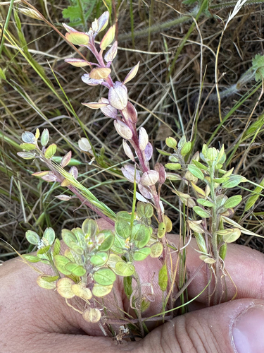 iNaturalist observation photo of Shining Pepperweed