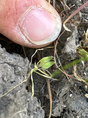Dwarf Peppergrass (Lepidium latipes)